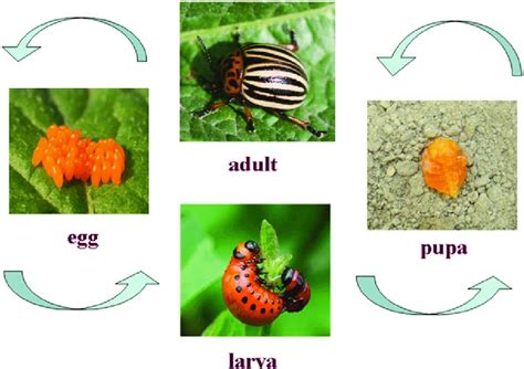 4 Life cycle of Colorado potato beetle | Download Scientific Diagram