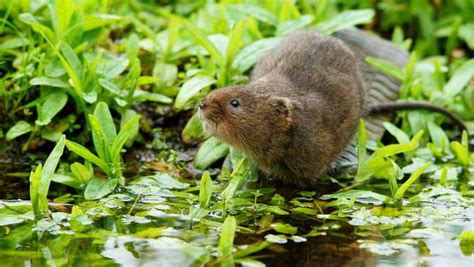 Scientists Sequence Genome of European Water Vole | Genetics | Sci-News.com