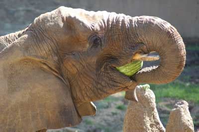 15 Animals eating watermelons (15 pics) | Amazing Creatures