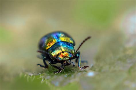 Rainbow beetle by Wim Koopman | 500px | Beetle, Rainbow, Species