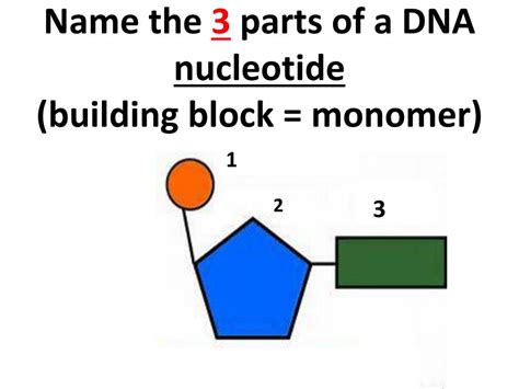 PPT - DNA/RNA/Protein Synthesis PowerPoint Presentation, free download ...