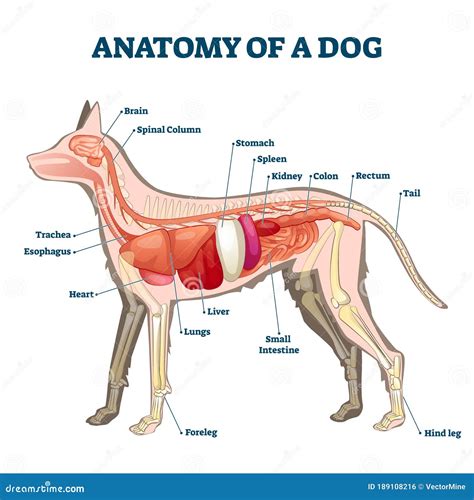 Do Dogs Have Same Organs As Humans