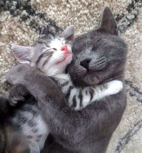 Wholesome Cats Cuddling And Loving Each Other | Cat cuddle, Kitten ...