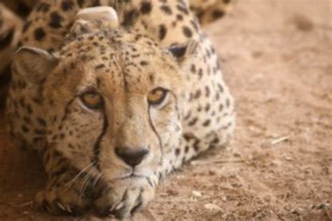 Indian cheetah reintroduction, two months on. - Cheetah Conservation ...