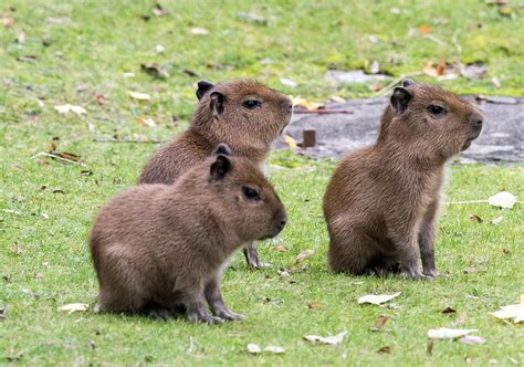 New babies for the capybaras – Zoo Berlin