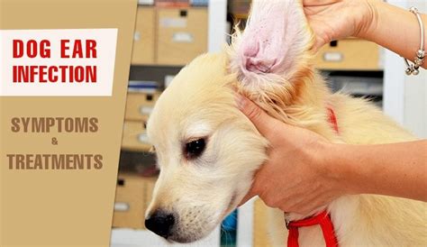 Dog Ear Infection – Symptoms,Diagnosis and Treatments| CanadapetCare