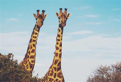 How the giraffe got its long neck