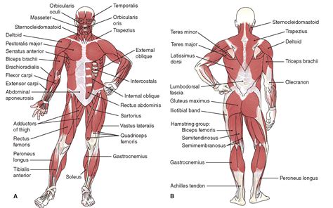 The Musculoskeletal System (Structure and Function) (Nursing) Part 4