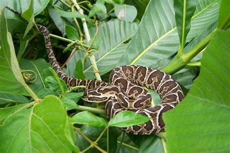 VIPERIDAE | Pybio Paraguay Biodiversidad