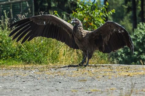 The Seven Species Of New World Vultures - WorldAtlas