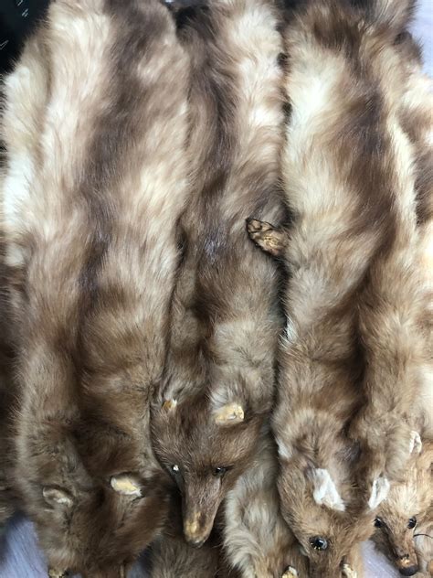 20 Genuine Marten Stone Sable Fur Skin Pelt Head Tail - Etsy