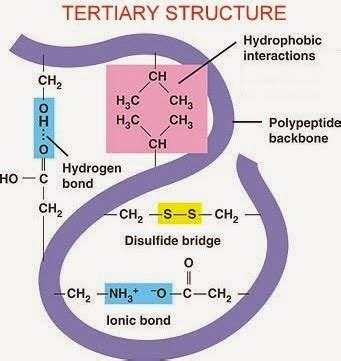 #13. Protein - Primary, Secondary, Tertiary and Quaternary structure ...