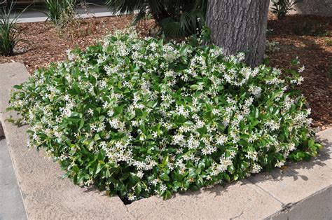 Trachelospermum jasminoides Star Jasmine Zone 8 H: 3-5ft S: 3-5ft ...