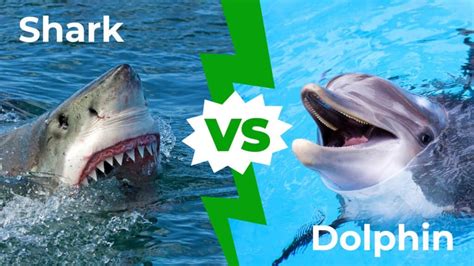 Shark Vs Dolphin Fin