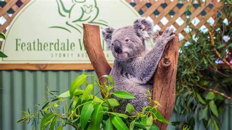 Featherdale Wildlife Park | , Australia | Attractions - Lonely Planet