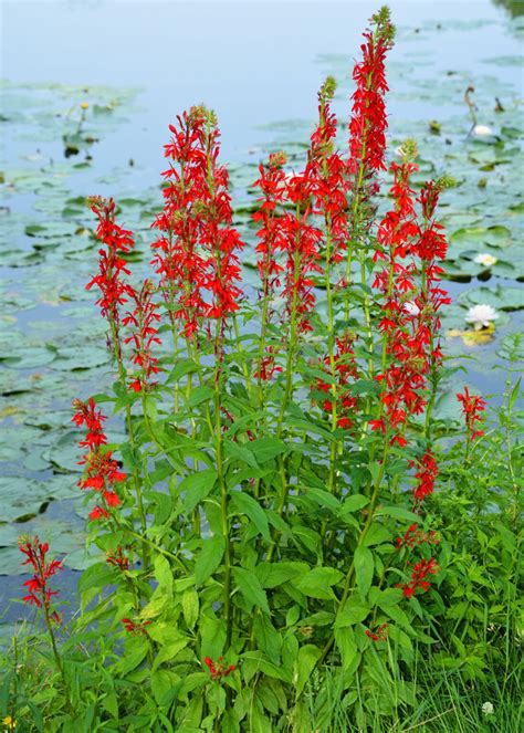 Growing Cardinal Flower: A Guide | The Plant Native