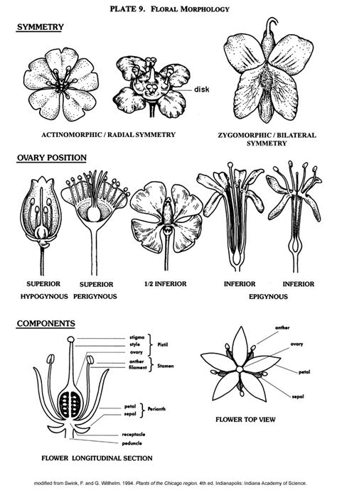 Plate 9: Floral Morphology. | Botanical science, Biology plants ...