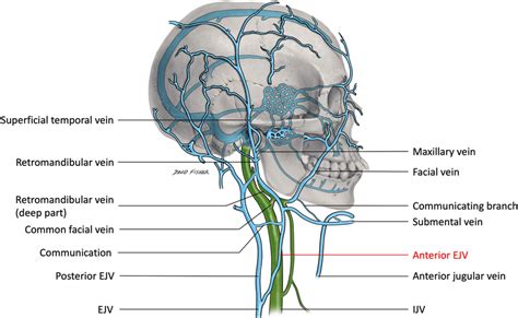 External Jugular Vein