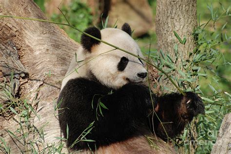 Adorable Giant Panda Bear Eating Bamboo Shoots Photograph by DejaVu ...