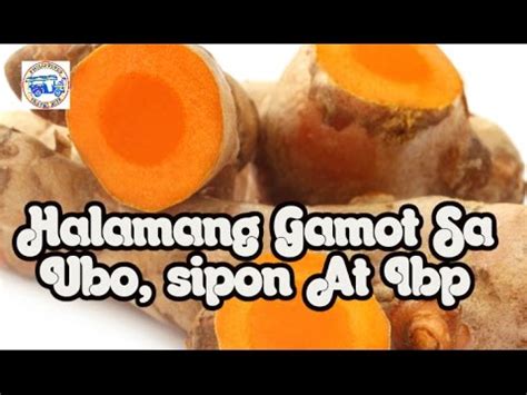 MGA HALAMANG GAMOT SA LAGNAT, UBO, EMPATSO, ATBP. WHILE IN THE ...