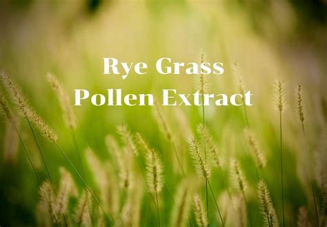 Rye Grass Pollen Extract - Happy Pollitin