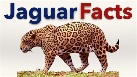 Jaguar Animal Facts