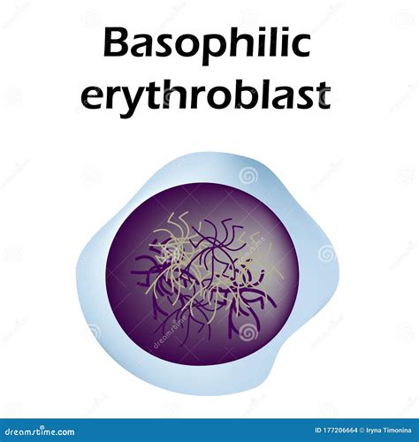 The Structure of the Erythrocyte. Erythrocyte Blood Cell. the Structure ...