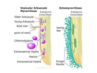 Mycorrhiza and its types | PPT