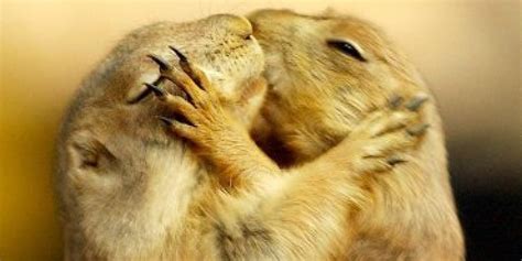 22 Adorable Animal Kisses (PICTURES) | HuffPost UK