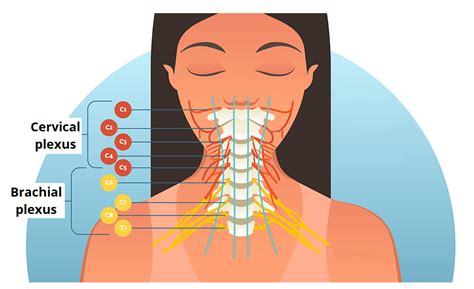 Lírico yeso Supresión cervical plexus block Por separado preocupación ...