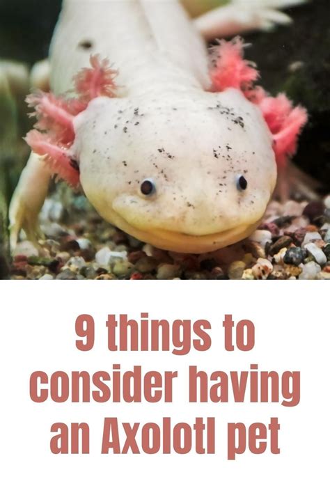 9 things to know before getting an Axolotl pet in 2024 | Axolotl pet ...