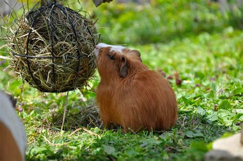 Ultimate Guinea Pig Care With Interesting Facts - Love The Critters