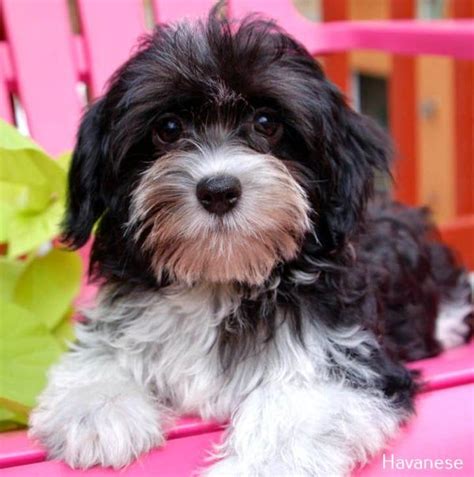 Havanese Puppy Black | Havanese dogs, Havanese puppies, Havanese