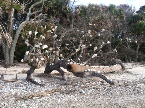 One of the many "shell trees" at Botany Bay on Edisto Island, South ...