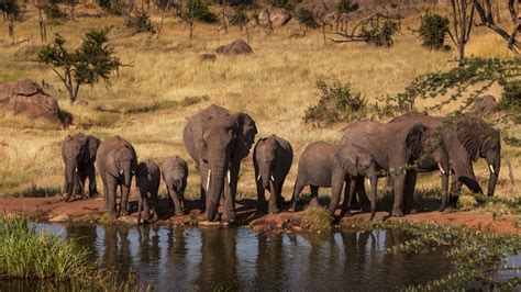 Four Seasons Safari Lodge Serengeti - Hotels & Style