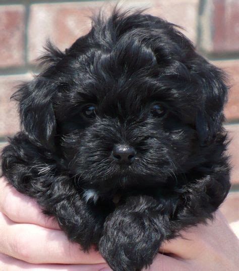 Yahoo Image Search | Havanese puppies, Cute little puppies, Puppies