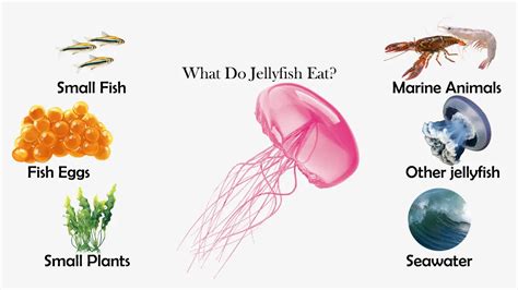 What Do Jellyfish Eat? - Feeding Nature