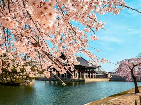 10 Secret Spots To See Cherry Blossoms In Seoul In Total Peace » Travel ...