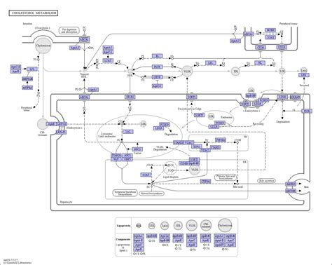 KEGG PATHWAY: Cholesterol metabolism