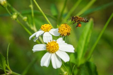 Honeybee Collecting Pollen from Flowers Stock Photo - Image of ...