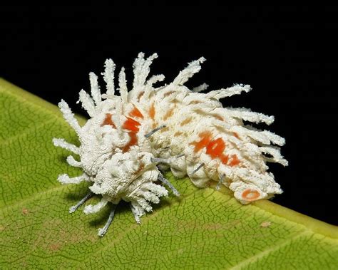 Mid-instar Atlas Moth Caterpillar (Attacus atlas, Saturniidae) | Atlas ...