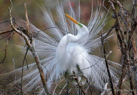 "Great White Egret Breeding Plumage" by Kathy Baccari | Redbubble