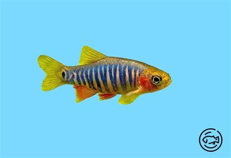 Emerald Dwarf Rasbora - The Complete Care Guide