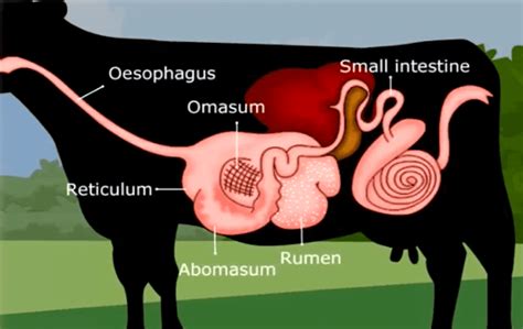 Stomach Of A Cow Diagram