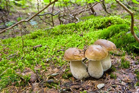 A Complete Guide to Porcini Mushrooms | GroCycle