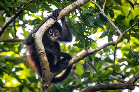 8 Facts you didn’t know about spider monkeys - Wild Animal Safari