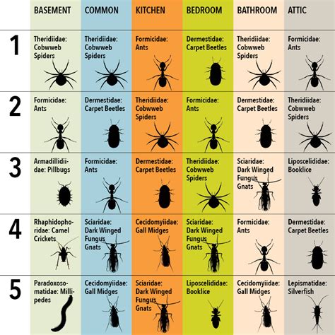 Common House Bugs Insects