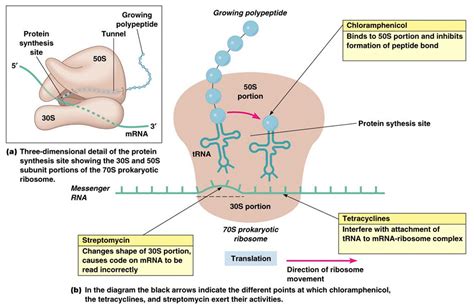 Drug Actions: inhibition of protein synthesis | Medicine/science ️ ...