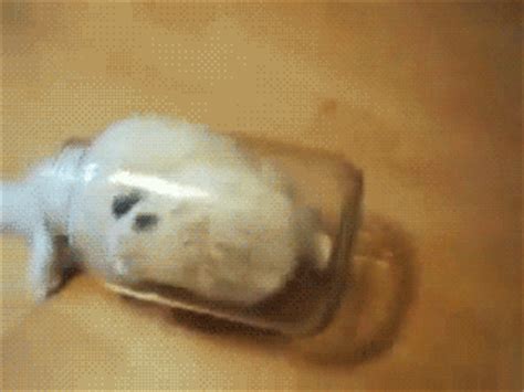 cat stuck in a jar .gif | Cats | Pinterest | Cat