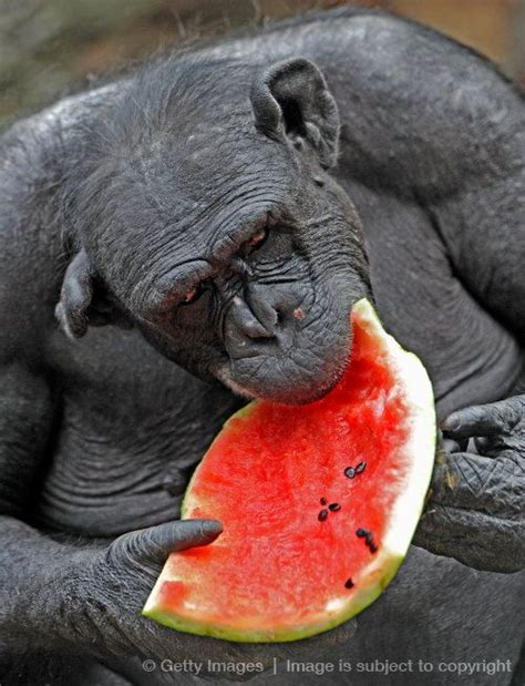 animals eating watermelon - Yahoo Image Search Results | Animal eating ...